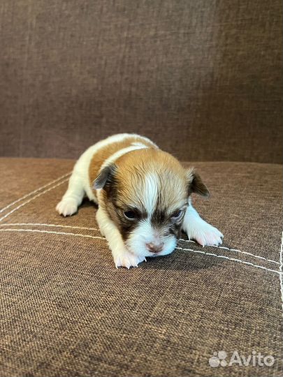 Щенок малыши чихуахуа