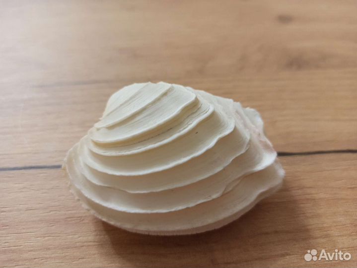 Морская раковина