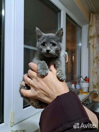 Кошечка мама русская голубая 5 месяцев