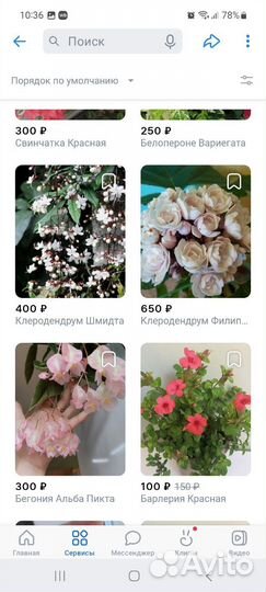 Комнатные цветущие растения