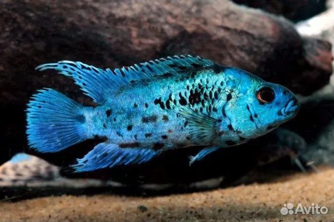 Цихлазома блю демпси