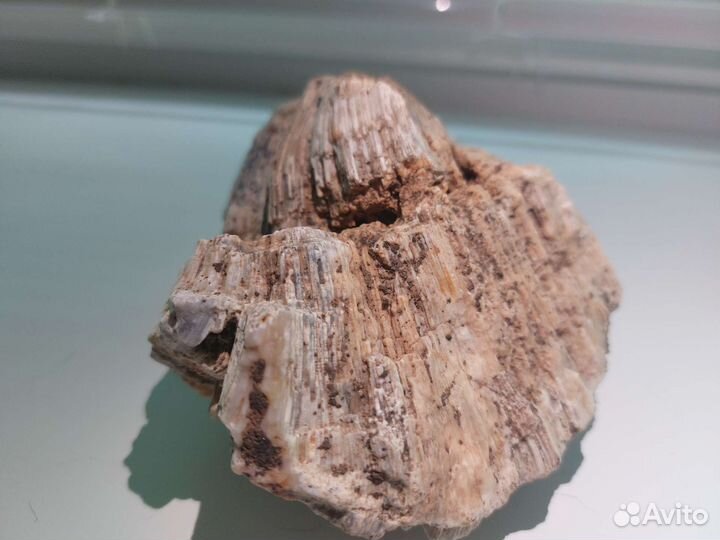 Окаменелая губка Хететес