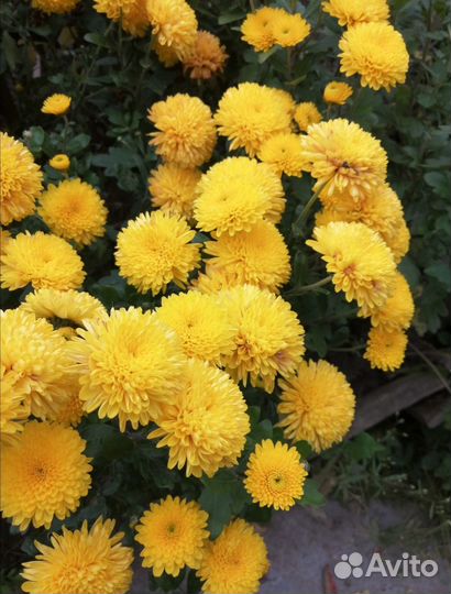 Кустики хризантемы мультифлора жёлтая, сиреневая