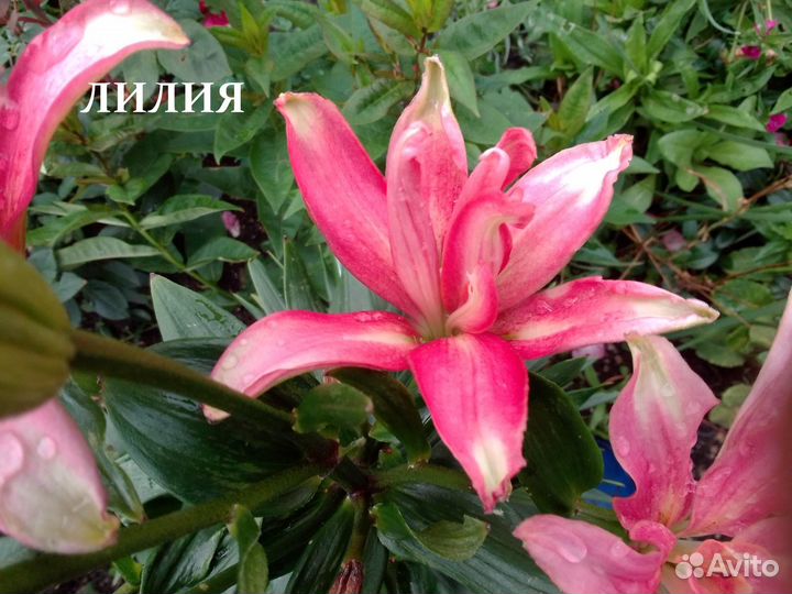 Многолетние растения