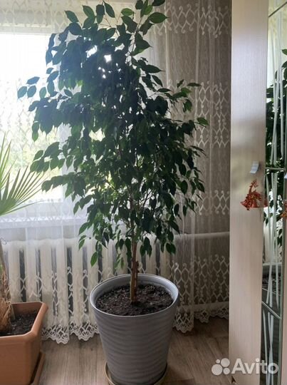 Фикус бенджамина большой