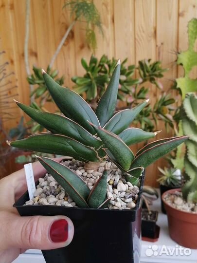 Детки сансевиерий