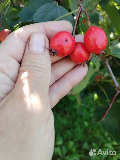 Боярышник крупноплодный