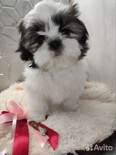 Щенки ши-тцу