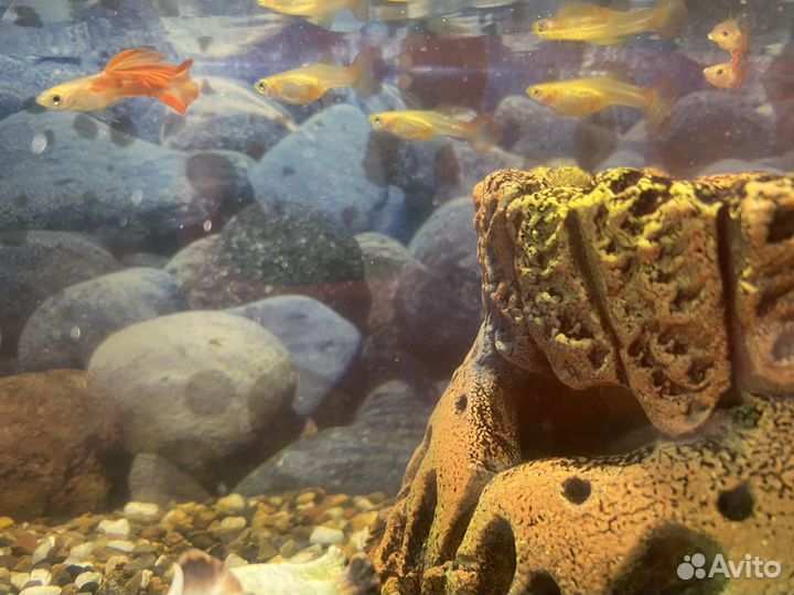 Аквариум 15 л. с рыбами/водорослями/декором