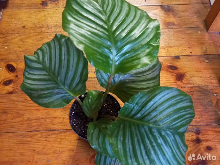 Домашние цветы 5