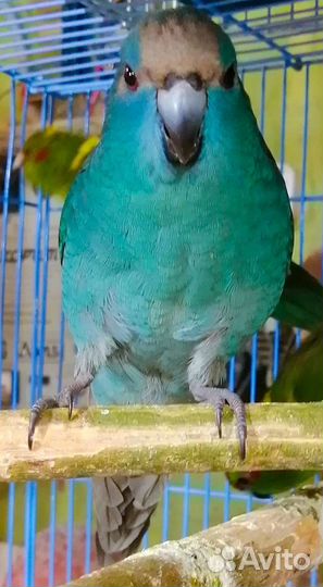 Попугай какарик, волнистые