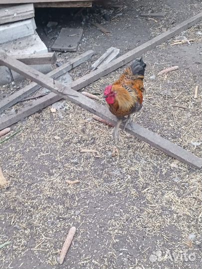 Молодые петухи