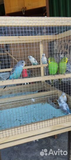 Волнистый попугай