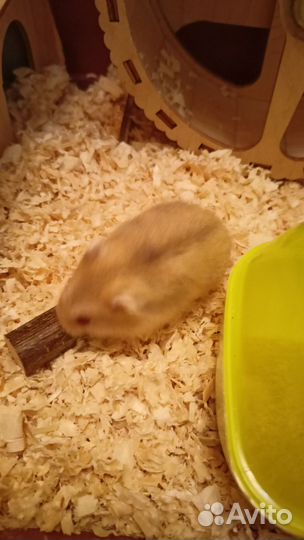 Хомяк с клеткой