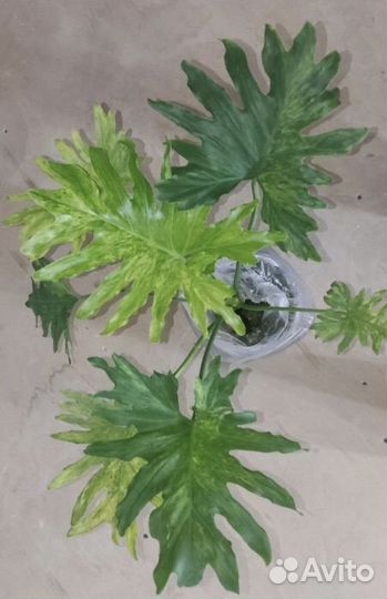 Филодендрон Село сплэш, Спиритус, Лонгилобатум