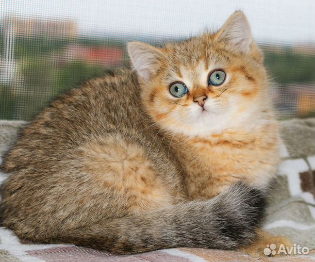 Котята серебристые и золотые тикированные шиншиллы