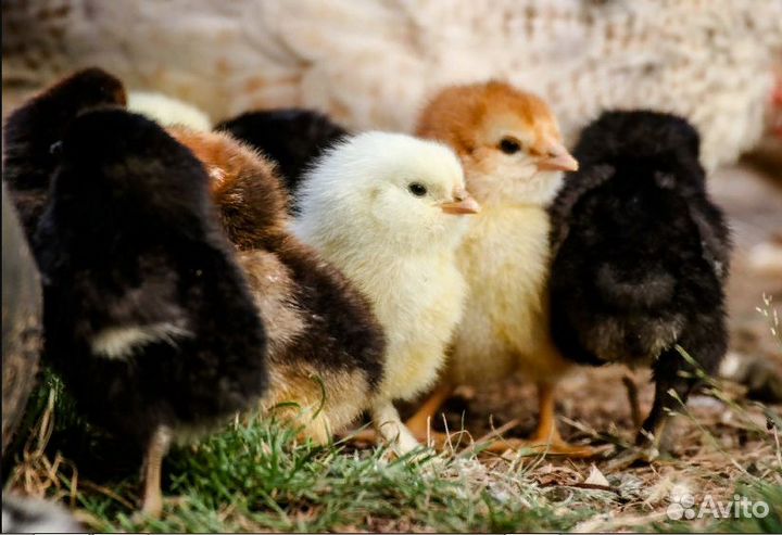 Цыплята несушки