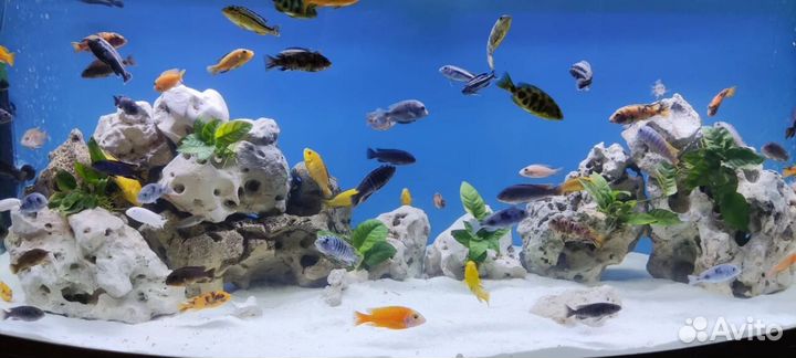 Аквариум с тумбой 1100л