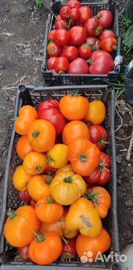 Помидоры домашние тепличные