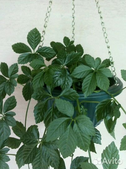 Циссус Стриата