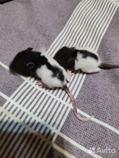 Крысы Дамбо. Редкий цвет. Больше фото внутри