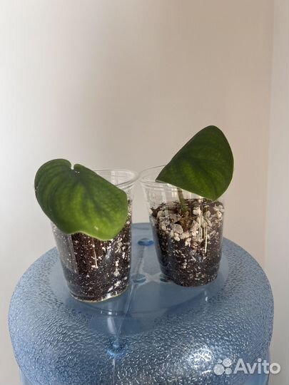 Сциндапсус jade satin (Жаде Сатин)