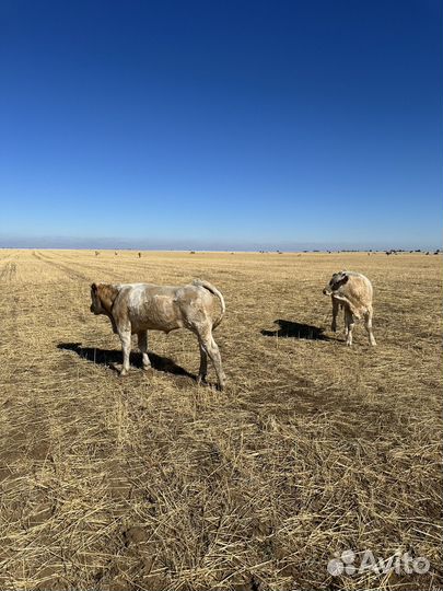 Телята бычки подсосные