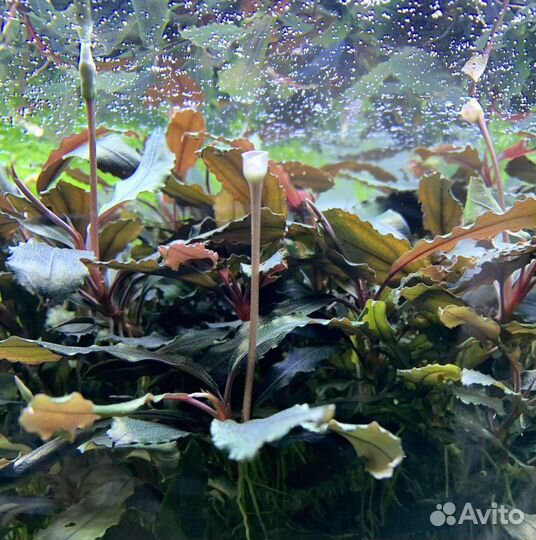 Буцефаландры