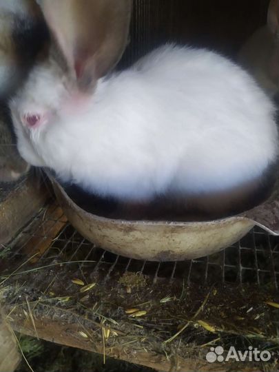 Кролики мясных пород