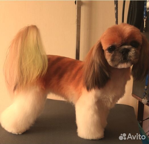 Стрижка собак