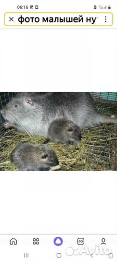 Малыши нутрии