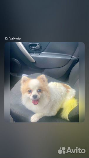 Померанский шпиц 1 год