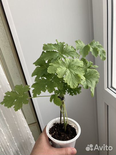 Комнатные растения