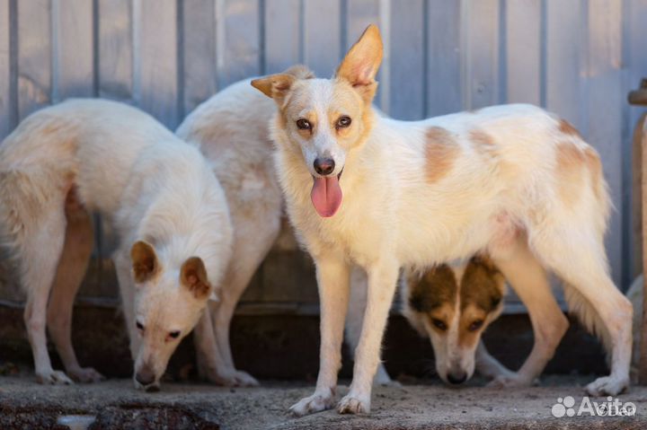 Минипесик Кофеек 10 кг в добрые руки