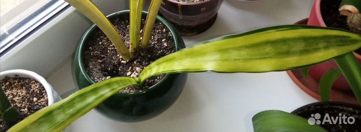 Сансевиерии сортовые