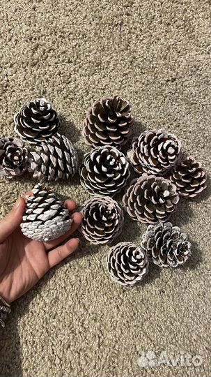 Набор для творчества шишка пидцунской сосны