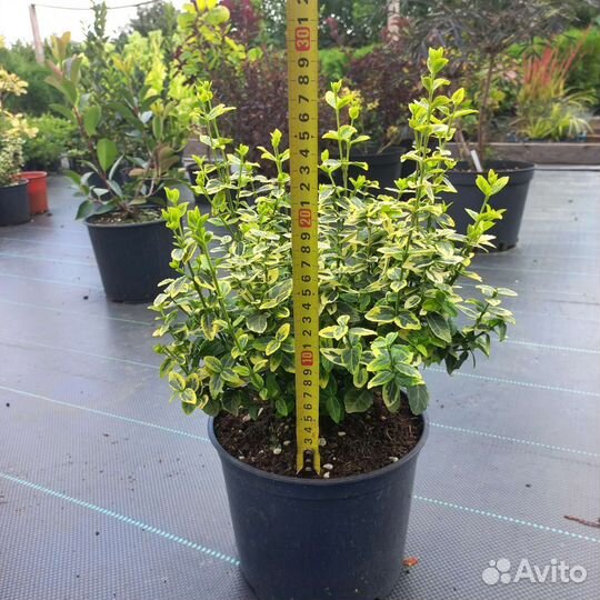 Бересклет Форчуна. Вечнозеленый