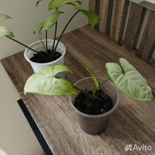 Сингониум белая бабочка сортовой