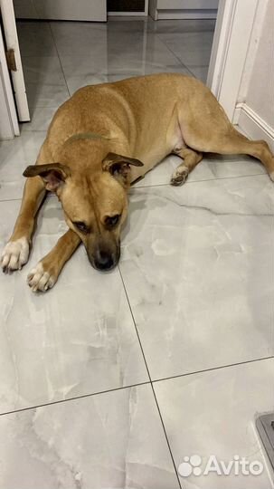 Собака помесь