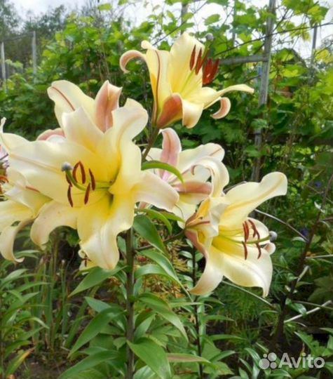Лилия саженцы Катина