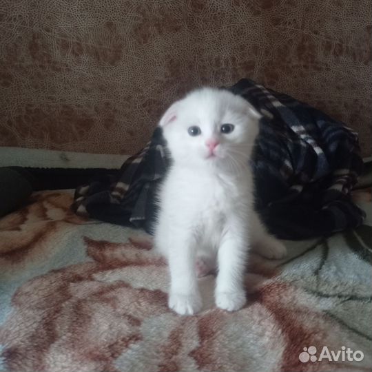 Британские вислоухие котята