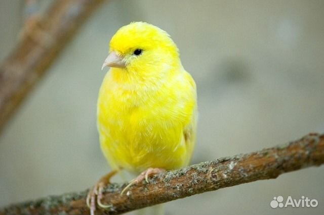 Клубные кенара