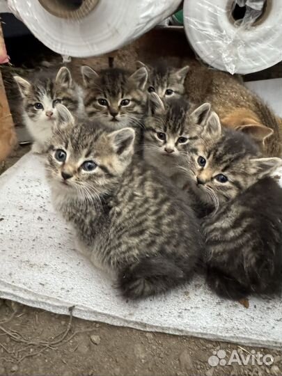 Котята в добрые руки бесплатно