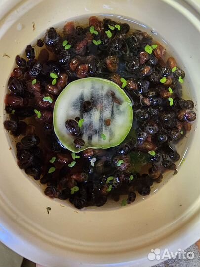 Аквариумные улитки, рыбки и корм для рыбок