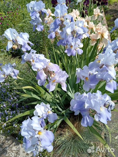 Ирисы сортовые