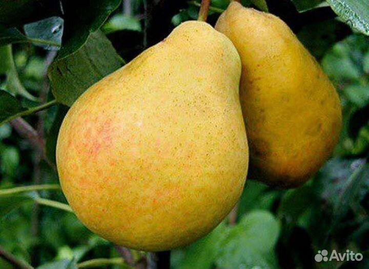 Саженца груши розница опт