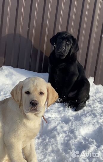 Щенки лабрадора