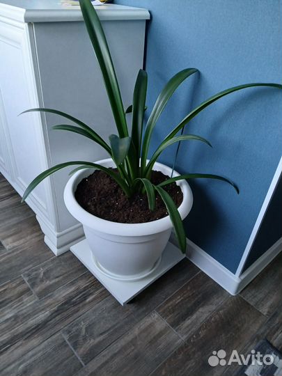 Гиппеаструм в новом кашпо