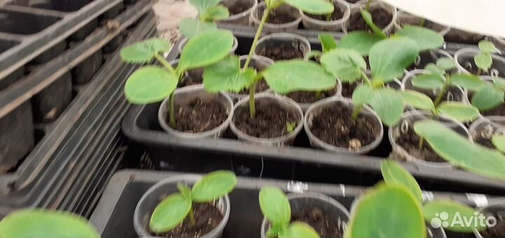 Растения для сада