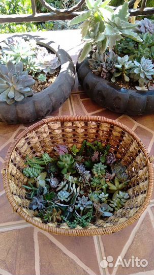 Суккуленты